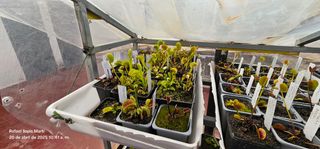 PLANTAS  CARNÍVORAS DIONAEAS