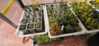 PLANTAS  CARNÍVORAS DIONAEAS