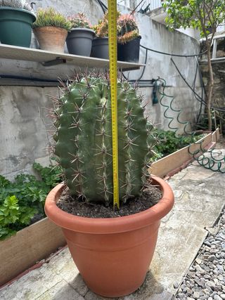 Cactus