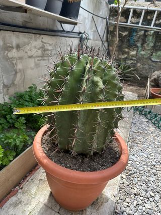 Cactus