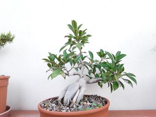 Bonsai ficus