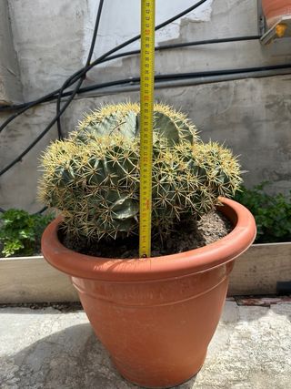 Cactus