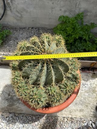 Cactus