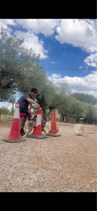 Adiestramiento y Educacion Canina 