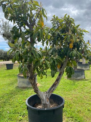Olivos. Granados.  Nispero.
