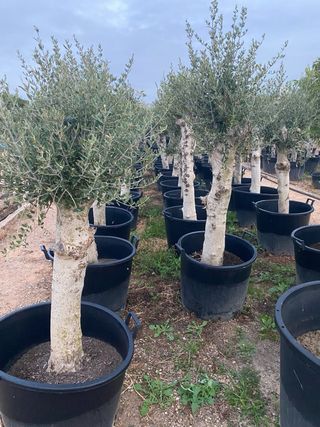 Olivos. Granados.  Nispero.