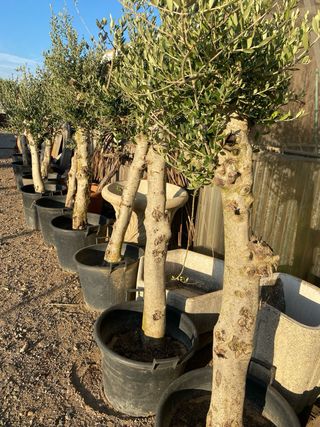 Olivos. Granados.  Nispero.