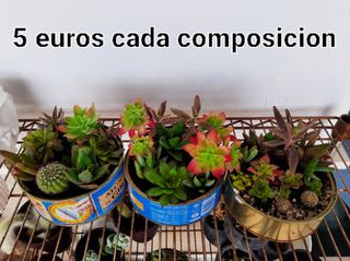 Suculentas y cactus
