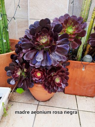 Suculentas y cactus