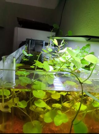 7 piante di Hydrocotyle Leucocephala