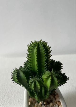 Pareja de Mini captus artificiales con maceta de cerámica blanca