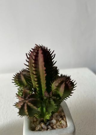 Pareja de Mini captus artificiales con maceta de cerámica blanca