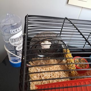 Jaula para hamster ruso (Sólo venta en persona)