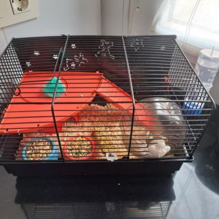 Jaula para hamster ruso (Sólo venta en persona)