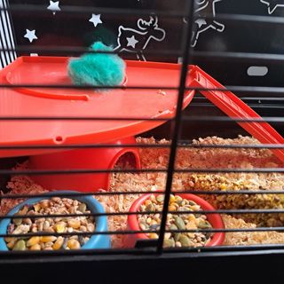 Jaula para hamster ruso (Sólo venta en persona)