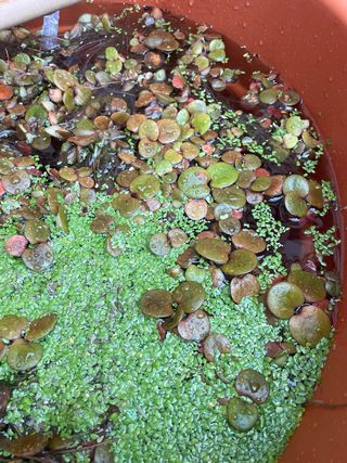 Planta acuatica Limnobium laevigatum