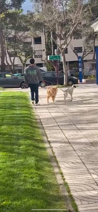 Cuidado y alojamiento de perros