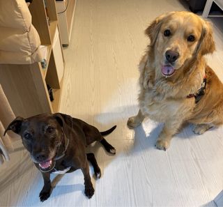 Cuidado y alojamiento de perros