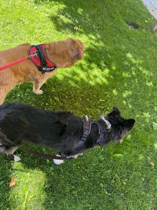 Cuidado y alojamiento de perros