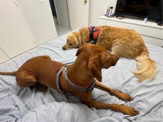 Cuidado y alojamiento de perros