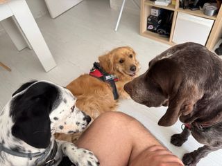 Cuidado y alojamiento de perros