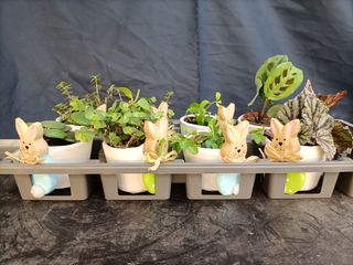 Set 8 Mini Vasi Ceramica Coniglietto