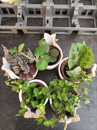 Set 8 Mini Vasi Ceramica Coniglietto