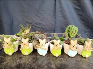 Set 8 Mini Vasi Ceramica Coniglietto