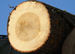 Regalo madera de Chopo