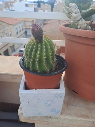Cactus con capullo