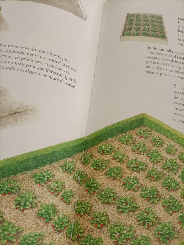 Crear un pequeño jardín (Saber vivir) (Spanish ...