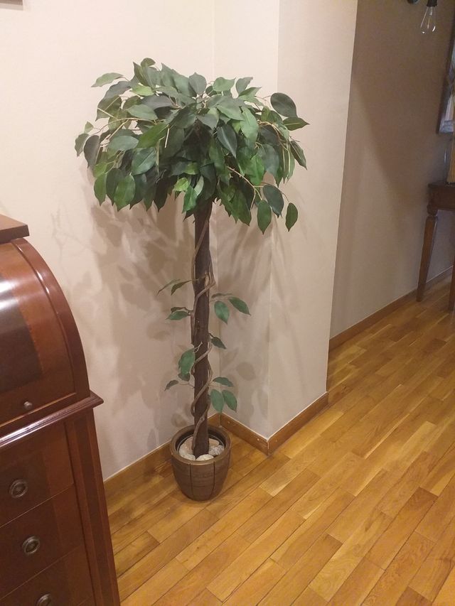 Ficus decorativo más maceta cerámica.