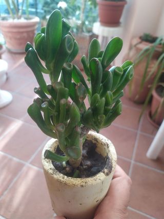 2 Piante di Crassula ovata, la pianta portafortuna