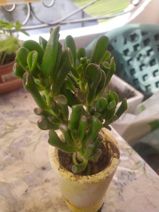 2 Piante di Crassula ovata, la pianta portafortuna