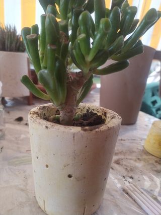 2 Piante di Crassula ovata, la pianta portafortuna
