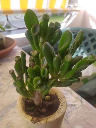 2 Piante di Crassula ovata, la pianta portafortuna