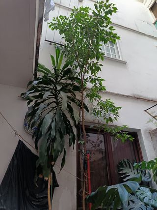 PLANTA ARBOL NATURAL