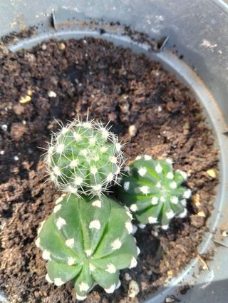 Vendo planta cactus y le salen flores