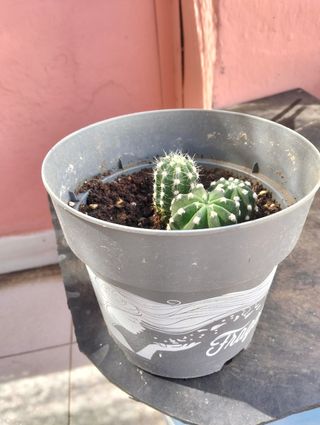 Vendo planta cactus y le salen flores