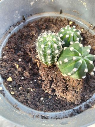 Vendo planta cactus y le salen flores