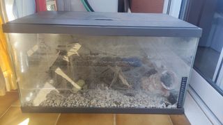 Pesceras o terrario para tortugas