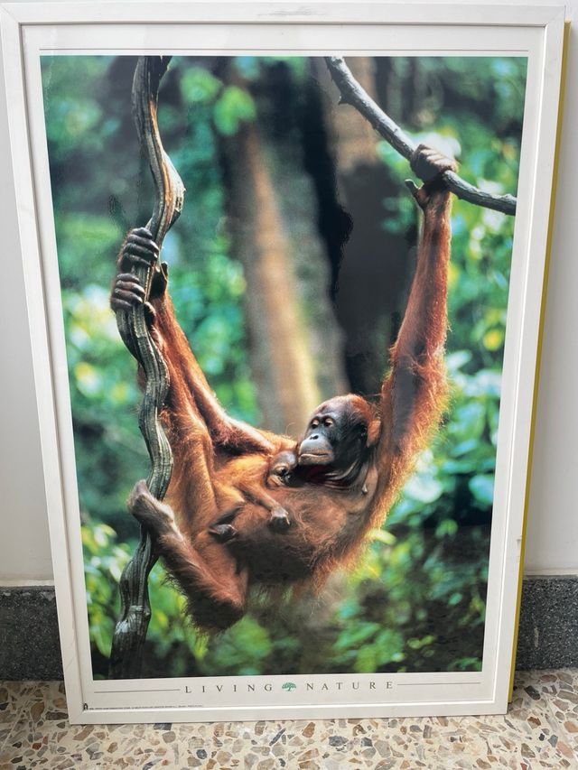 Posters de animales enmarcados
