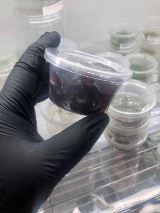 Alternanthera Reineckii II Purple planta acuario