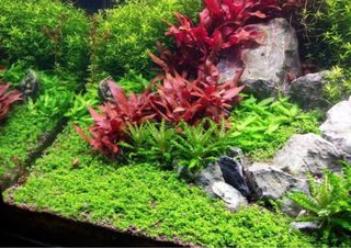 Alternanthera Reineckii II Purple planta acuario