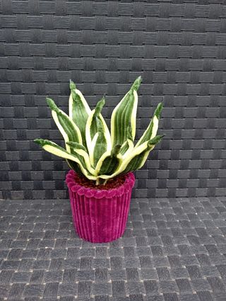 Flores con limpiapipas