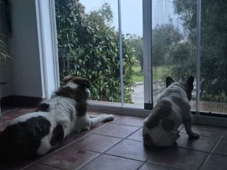 Paseo perros y cuido a domicilio