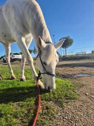 Paseo perros y cuido a domicilio