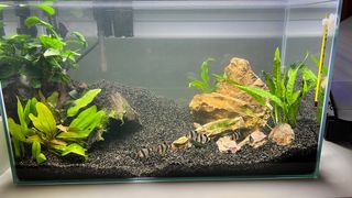Acuario pequeño