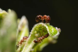 Lente ultra macro 100mm f2.8 2X - NIKON F