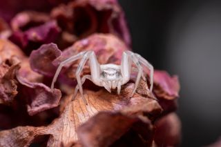 Lente ultra macro 100mm f2.8 2X - NIKON F